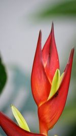 Close-up of red flower