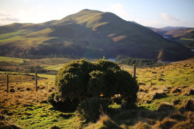 Scenic view of field and mountains against sky