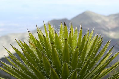 Close-up of succulent plant