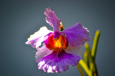 Close-up of purple flower