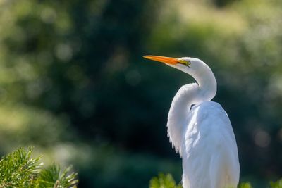 Great egret perching against trees