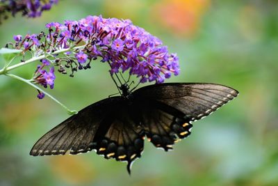 Close-up of butterfly on purple flower