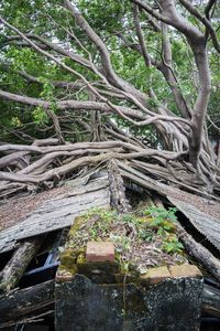 Close-up of tree trunk in forest