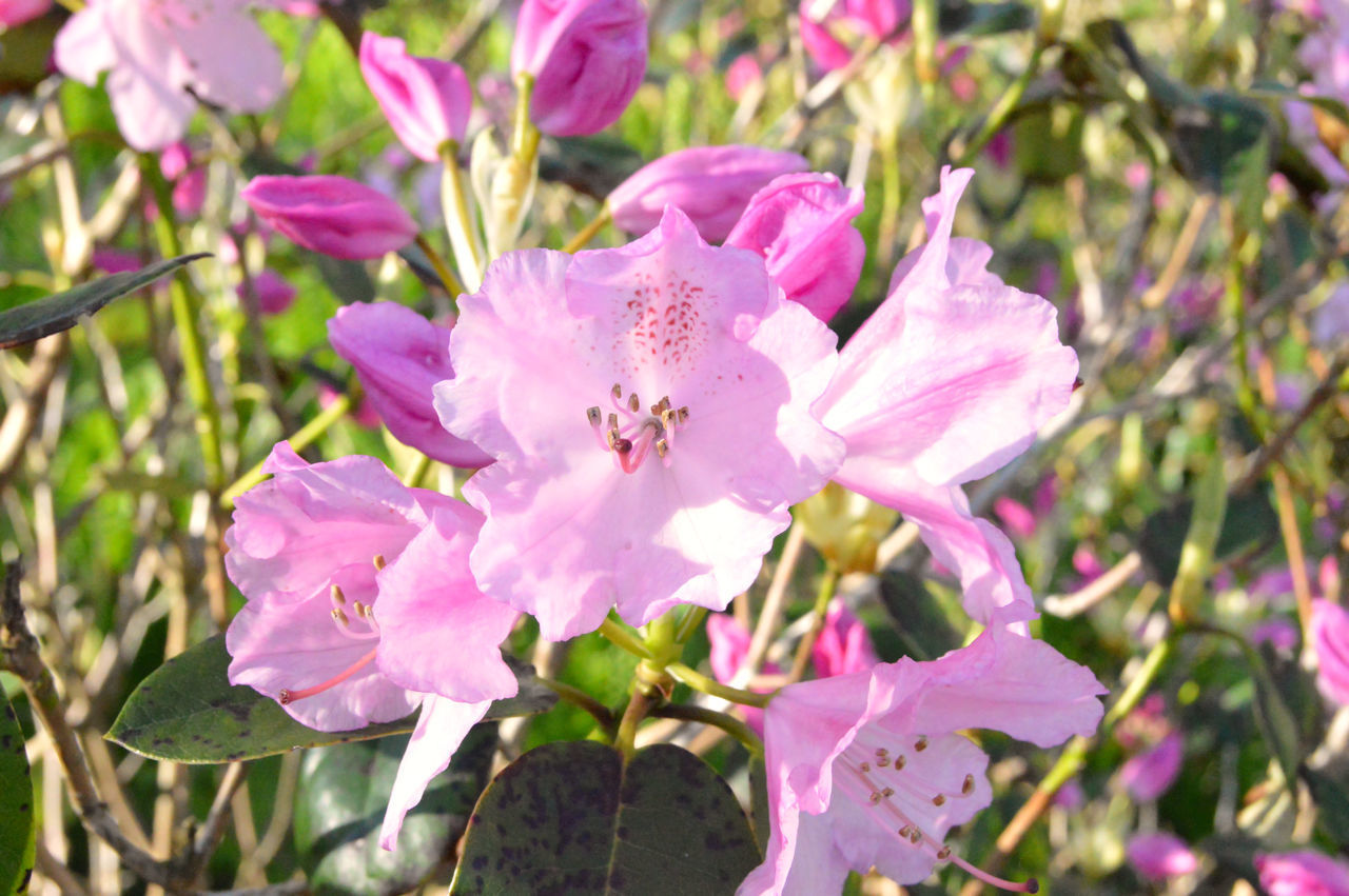 CLOSE-UP OF PINK FLOWER