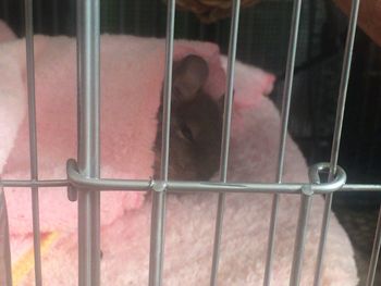 Close-up of cat in cage