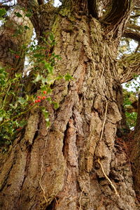 Low angle view of tree