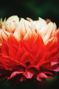 Close-up of flower blooming outdoors