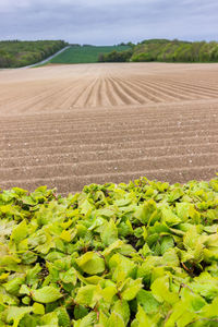 Scenic view of corn field