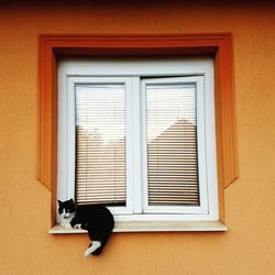 Cat looking at window of a building