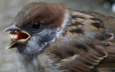 Close-up of an animal