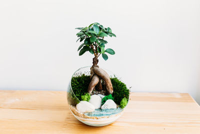 Close-up of potted plant on table