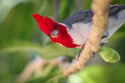 Portrait of red-crested cardinal perching on branch