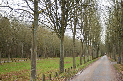 Road amidst bare trees in forest