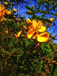 Close-up of yellow flowering plants