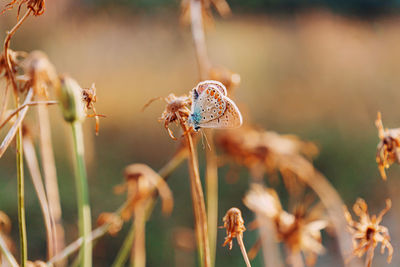 Close-up of wilted plant on field