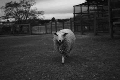 Portrait of sheep walking on field