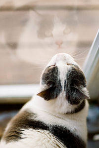 Close-up of a cat with eyes closed