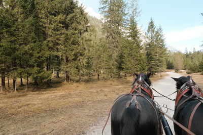 View of people riding horse on field