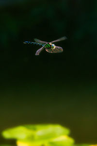 Close-up of grasshopper