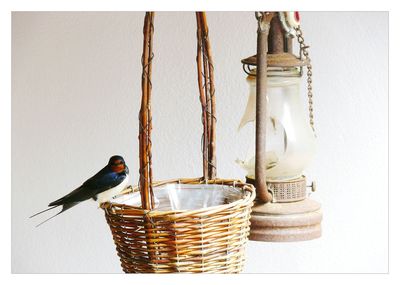 Close-up of bird perching on wicker basket