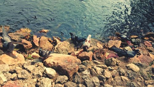 High angle view of birds in lake