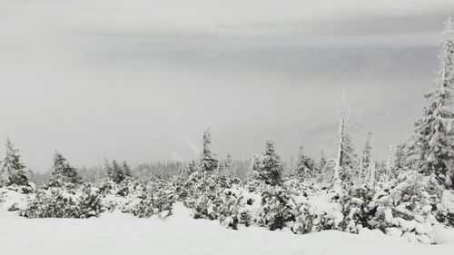 Pine trees on snow covered land against sky