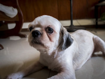 Close-up of puppy resting on tiled floor