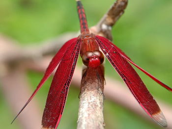 Close-up of insect on flower