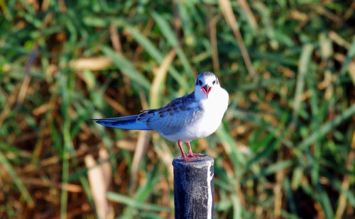 Close-up of bird perching on wood