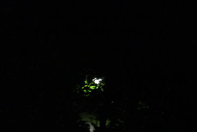 Low angle view of tree against sky at night