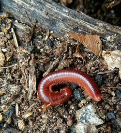 High angle view of insect on ground