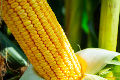Close-up of corn on plant