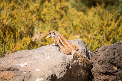 Side view of a squirrel on rock