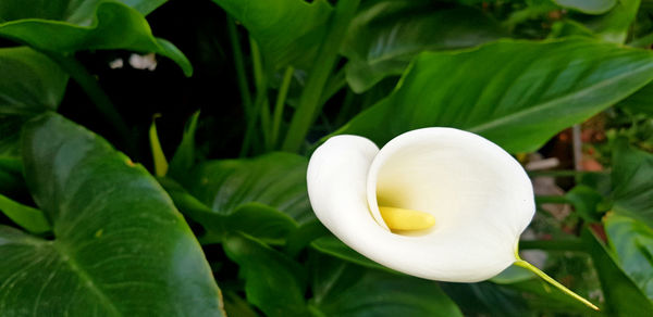 Close-up of white rose flower