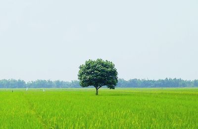 Scenic view of field against clear sky