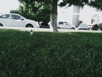 Close-up of car on field