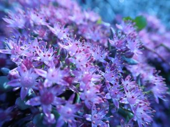 Close-up of purple flowering plant