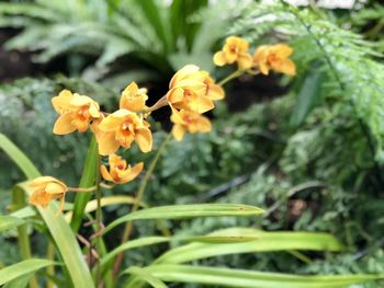 Close-up of yellow flowering plants