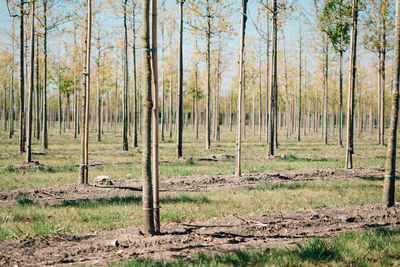 View of a forest