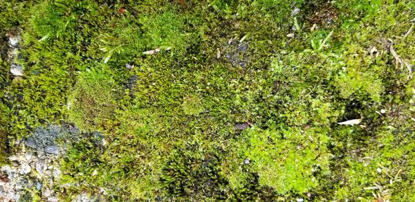 High angle view of green plants in water