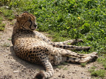 View of a cheetah relaxing on field in a spanish nature reserve.