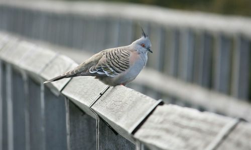 Close-up of bird
