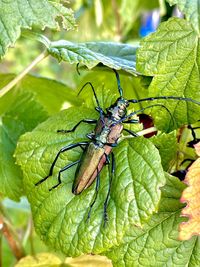 Close-up of insect on leaf