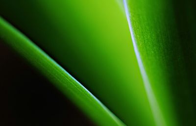 Close-up of green leaves