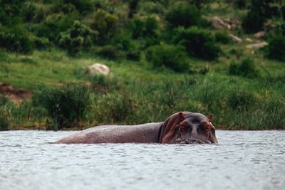 Hippo in water