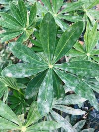 High angle view of plant growing on field