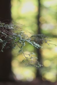 Close-up of plant against blurred background
