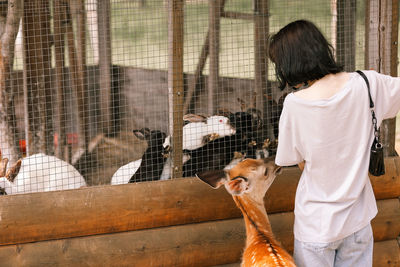 A girl feeds spotted deer and rabbits on the farm
