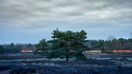 Trees on field against sky