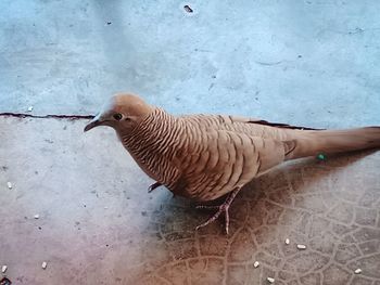 High angle view of bird on wall